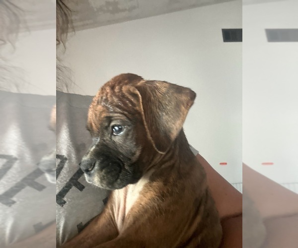 Medium Photo #4 Boxer Puppy For Sale in MORENO VALLEY, CA, USA