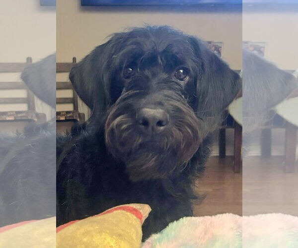 Medium Photo #1 Labradoodle Puppy For Sale in Princeton, MN, USA