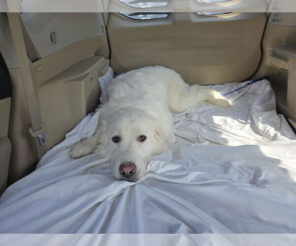 Medium Photo #5 Great Pyrenees Puppy For Sale in Houston, TX, USA