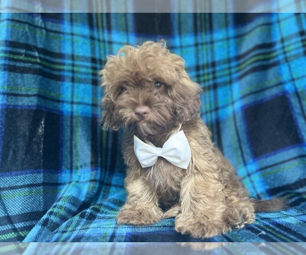 Medium Photo #6 ShihPoo Puppy For Sale in LAKELAND, FL, USA