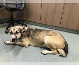 Siberian Husky-Unknown Mix Dogs for adoption in Baytown, TX, USA