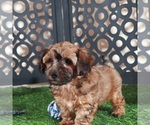 Small #3 Yorkiepoo mix (+ Poodle Toy)