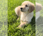 Small Photo #2 Golden Retriever Puppy For Sale in EDWARDSBURG, MI, USA