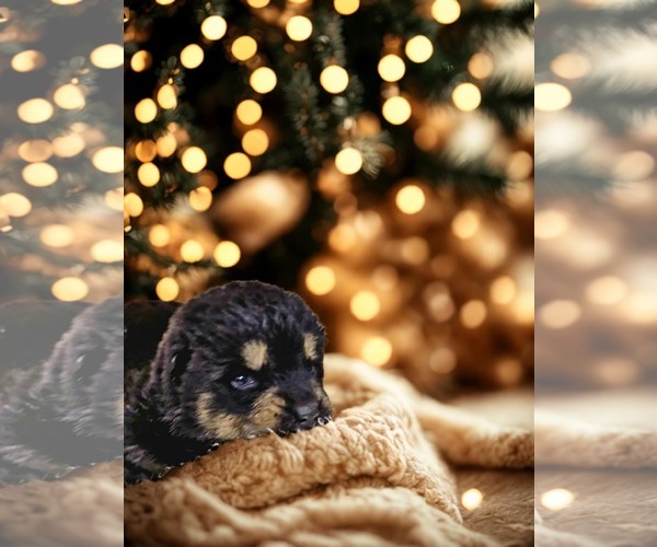 Medium Photo #10 Siberian Husky-Unknown Mix Puppy For Sale in McKinney, TX, USA