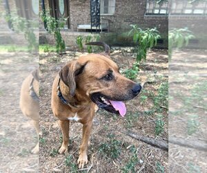 Black Mouth Cur-Rhodesian Ridgeback Mix Dogs for adoption in St. Augustine, FL, USA