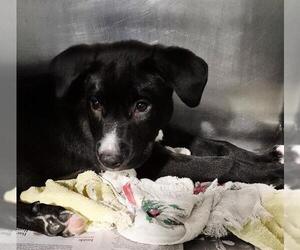 Labrador Retriever Dogs for adoption in Bakersfield, CA, USA