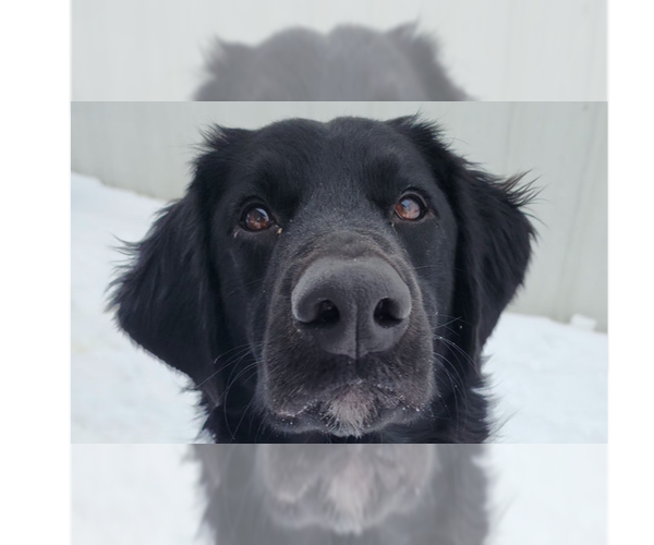 Medium Photo #1 Labrador Retriever-Unknown Mix Puppy For Sale in Evansville, IN, USA