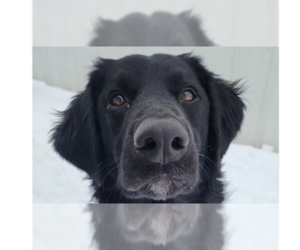 Labrador Retriever Mix Dog for Adoption in Evansville, Indiana USA