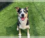 Small #1 Siberian Husky Mix