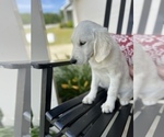 Small #1 English Cream Golden Retriever