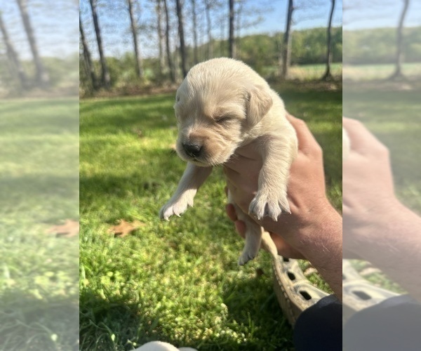 Medium Photo #37 Golden Retriever Puppy For Sale in CONCORD, VA, USA