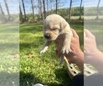 Small Photo #37 Golden Retriever Puppy For Sale in CONCORD, VA, USA