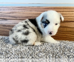 Australian Shepherd Puppy for sale in LODA, IL, USA