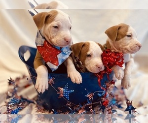 American Pit Bull Terrier Litter for sale in MIAMI, FL, USA