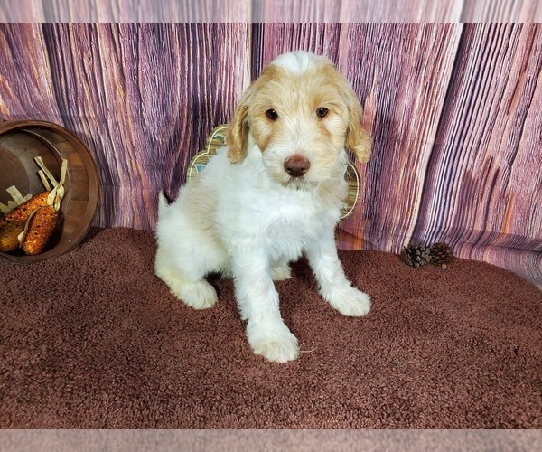 Medium Photo #5 Goldendoodle Puppy For Sale in COLORADO SPRINGS, CO, USA