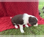 Small Photo #64 Borador Puppy For Sale in MARION, VA, USA