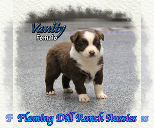 Miniature Australian Shepherd Puppy for sale in FORESTBURG, TX, USA