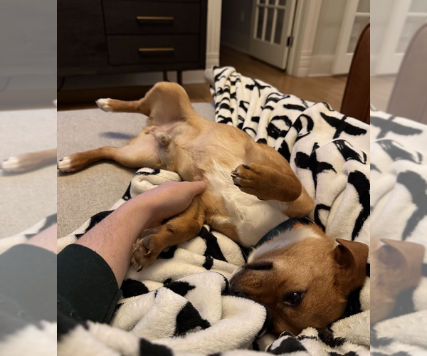 Medium Photo #4 Chihuahua-Unknown Mix Puppy For Sale in Aurora, CO, USA