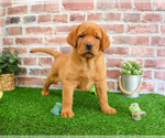 Small #2 Labrador Retriever