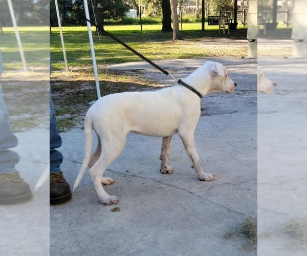 Medium Photo #2 Dogo Argentino Puppy For Sale in MULBERRY, FL, USA