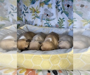 French Bulldog Puppy for sale in ATLANTA, GA, USA