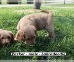 Small Photo #5 Miniature Labradoodle Puppy For Sale in CLARKRANGE, TN, USA