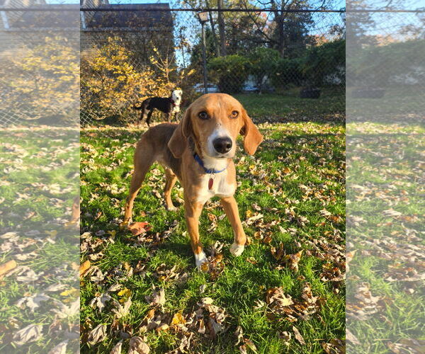 Medium Photo #3 Mutt Puppy For Sale in Oakhurst, NJ, USA