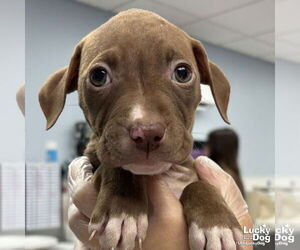 Labrador Retriever-Retriever  Mix Dogs for adoption in Washington, DC, USA