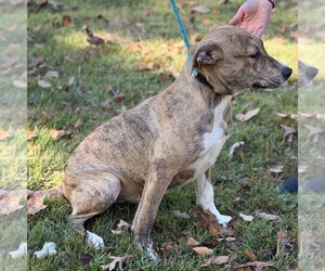 Mateo - Male Labrador Retriever Dog for Adoption - Photo #3