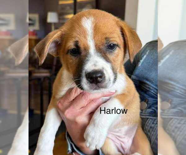 Medium Photo #1 Great Pyrenees-Pug Mix Puppy For Sale in Aurora, IN, USA