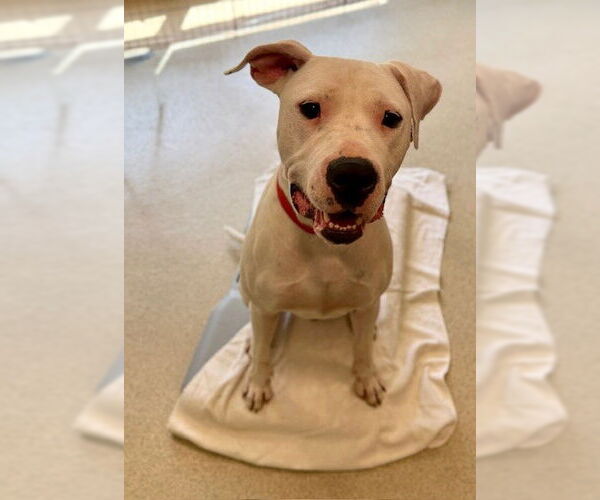 Medium Photo #1 American Pit Bull Terrier-Dogo Argentino Mix Puppy For Sale in Dedham, MA, USA