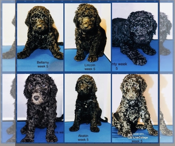 Medium Photo #1 Goldendoodle-Poodle (Standard) Mix Puppy For Sale in WINDSOR, VA, USA