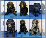Small Photo #1 Goldendoodle-Poodle (Standard) Mix Puppy For Sale in WINDSOR, VA, USA