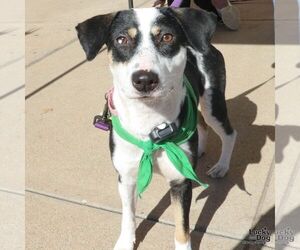 Labbe Dogs for adoption in Washington, DC, USA