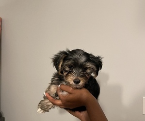 Yorkshire Terrier Puppy for sale in ASHLAND CITY, TN, USA