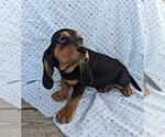Small Photo #1 Basset Hound Puppy For Sale in DUNNVILLE, KY, USA