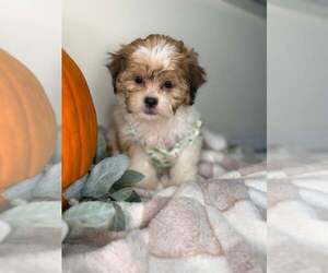 Maltipoo (Toy) Puppy for sale in GLEN ALLEN, VA, USA