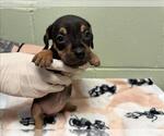 Small Doberman Pinscher Mix