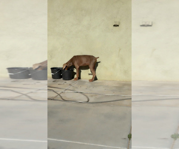Medium Photo #5 Doberman Pinscher Puppy For Sale in HESPERIA, CA, USA