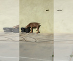 Small #4 Doberman Pinscher