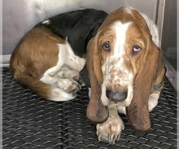 Medium Photo #4 Basset Hound Puppy For Sale in Deepwater, NJ, USA