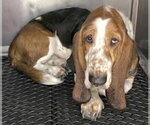 Small #3 Basset Hound