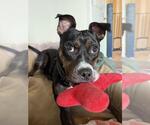 Small Plott Hound Mix