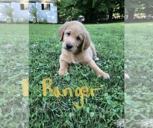 Labradoodle Puppy for sale in FARMINGTON, MO, USA
