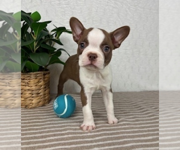 Medium Photo #3 Boston Terrier Puppy For Sale in GREENFIELD, IN, USA