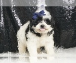 Small #2 Morkie