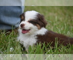 Small #3 Miniature Australian Shepherd