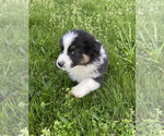 Small Photo #23 Australian Shepherd Puppy For Sale in EXETER, MO, USA