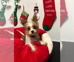 Small Photo #13 Yorkshire Terrier Puppy For Sale in SAINT CLOUD, FL, USA