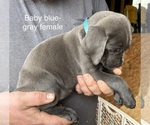 Puppy Cleo Cane Corso